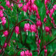 Bleeding Heart Red Vine - Clerodendrum Thomsoniae