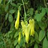 Bleeding Heart Yellow Vine - Clerodendrum Thomsoniae