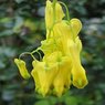 Bleeding Heart Yellow Vine - Clerodendrum Thomsoniae