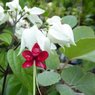 Bleeding Heart White Vine - Clerodendrum Thomsoniae