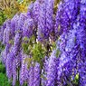 Royal Wisteria -Vine