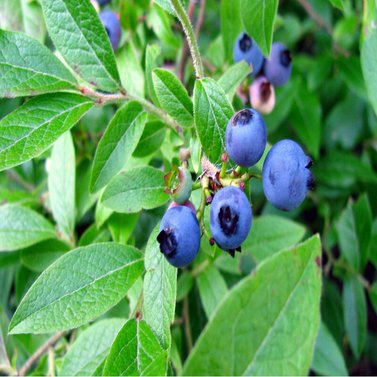 Blue Berry - Vaccinium Corymbosum -  Vaccinium Sect. Cyanococcus