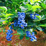 Blue Berry - Vaccinium Corymbosum -  Vaccinium Sect. Cyanococcus