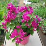 Bougainvillea Pink-Bougainvillea Glabra