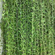 Bombay Creeper - Curtain Creeper- Vernonia Elaeagnifolia -Hanging on the Wall.