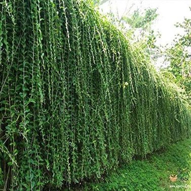 Bombay Creeper - Curtain Creeper- Vernonia Elaeagnifolia -Hanging on the Wall.