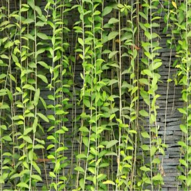 Bombay Creeper - Curtain Creeper- Vernonia Elaeagnifolia -Hanging on the Wall.