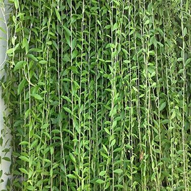 Bombay Creeper - Curtain Creeper- Vernonia Elaeagnifolia -Hanging on the Wall.