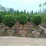 Ficus Bonsai Plants - Available in Different Styles & Sizes