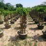 Ficus Bonsai Plants - Available in Different Styles & Sizes