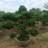 Ficus Bonsai Plants - Available in Different Styles & Sizes