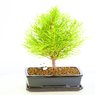 Lemon Cypress Bonsai Tree - Cupressus Macrocarpa - Monterey Cypress