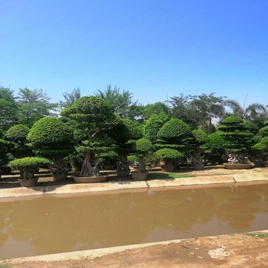 Ficus Bonsai Plants - Available in Different Styles & Sizes