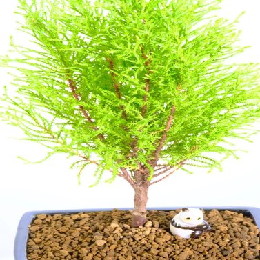 Lemon Cypress Bonsai Tree - Cupressus Macrocarpa - Monterey Cypress