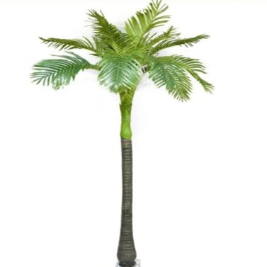 Bottle Palm-Hyophorbe Lagenicaulis