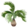 Bottle Palm-Hyophorbe Lagenicaulis