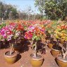 Bougainvillea Multi Color -Bougainvillea Glabra