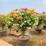 Grafted Bougainvillea Plant Multicolor Flowers