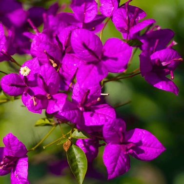 Bougainvillea Purple Color English Variety