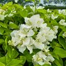 Bougainvillea White Vine-Climber