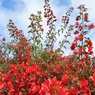 Bougainvillea Red - Vine-Climber