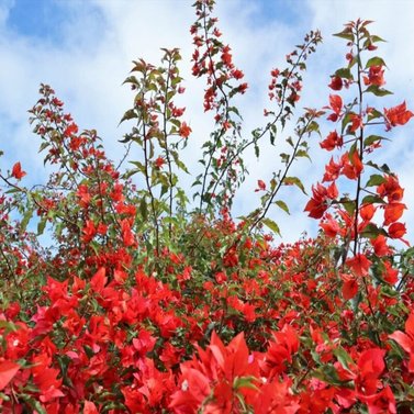 Bougainvillea Red - Vine-Climber