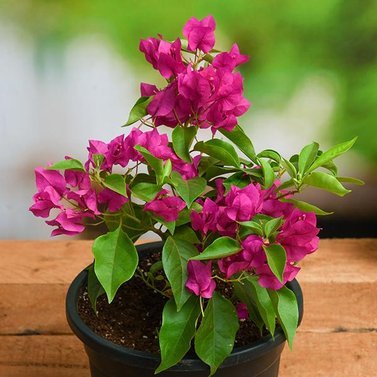 Bougainvillea Pink-Bougainvillea Glabra