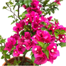 Bougainvillea Pink-Bougainvillea Glabra