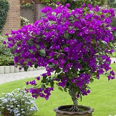 Bougainvillea Purple Color English Variety