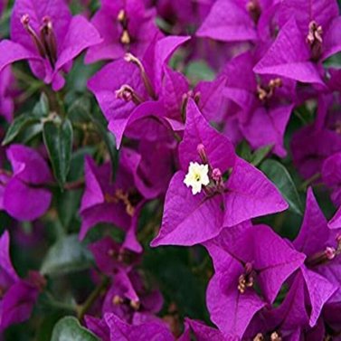 Bougainvillea Purple Color English Variety