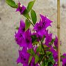 Bougainvillea Purple Color English Variety