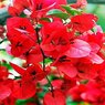 Bougainvillea Red - Vine-Climber