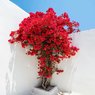 Bougainvillea Red - Vine-Climber