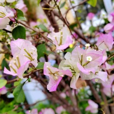 Dwarf Bougainvillea Colorful Paper Flower Bushy Pink White