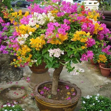 Grafted Bougainvillea Plant Multicolor Flowers