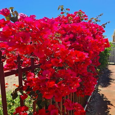 Bougainvillea Red - Vine-Climber