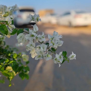 Bougainvillea White Vine-Climber