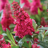 Butterfly Bush - Buddleia Davidii- Summer Lilac-Magnificent Colors