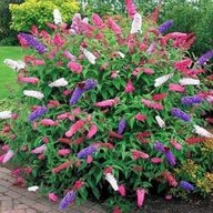 Butterfly Bush - Buddleia Davidii- Summer Lilac-Magnificent Colors