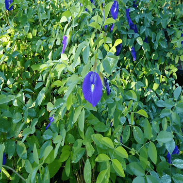 Clitoria Ternatea – Butterfly Pea - Climber