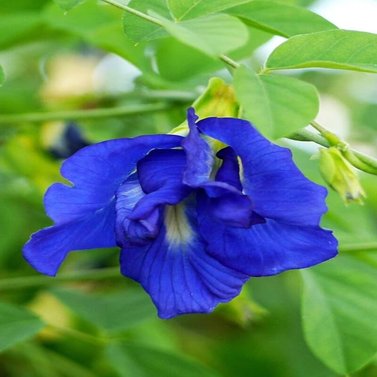 Clitoria Ternatea – Butterfly Pea - Climber