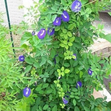 Clitoria Ternatea – Butterfly Pea - Climber