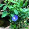 Clitoria Ternatea – Butterfly Pea - Climber