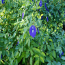 Clitoria Ternatea – Butterfly Pea - Climber