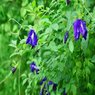 Clitoria Ternatea – Butterfly Pea - Climber