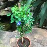 Clitoria Ternatea – Butterfly Pea - Climber