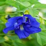 Clitoria Ternatea – Butterfly Pea - Climber