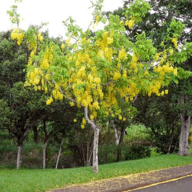 Cassia Fistula-Amaltas-Golden Shower Tree - Bahava