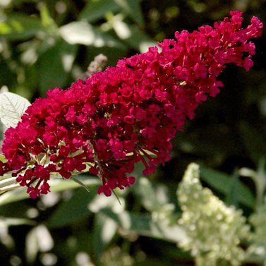 Butterfly Bush - Buddleia Davidii- Summer Lilac-Magnificent Colors