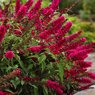 Butterfly Bush - Buddleia Davidii- Summer Lilac-Magnificent Colors